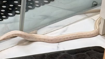 Metrowy wąż w łazience. Zaskakujące odkrycie mieszkańca Elbląga 