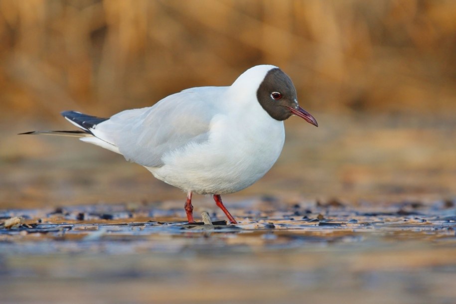 Mewa śmieszka /Shutterstock