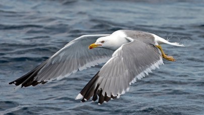 Mewa złodziejka. Miała skraść żołnierzowi wojskowe dokumenty