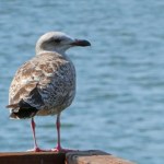 Mewy rozumieją, co się do nich mówi? Trzeba tylko odpowiednio dobrać słowa