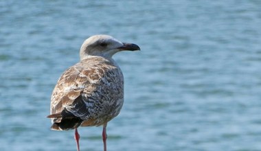Mewy rozumieją, co się do nich mówi? Trzeba tylko odpowiednio dobrać słowa