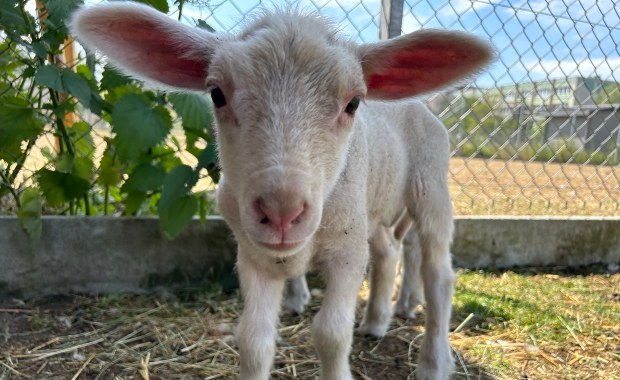Mezalians w stadzie owiec. Nie wiadomo kto jest ojcem