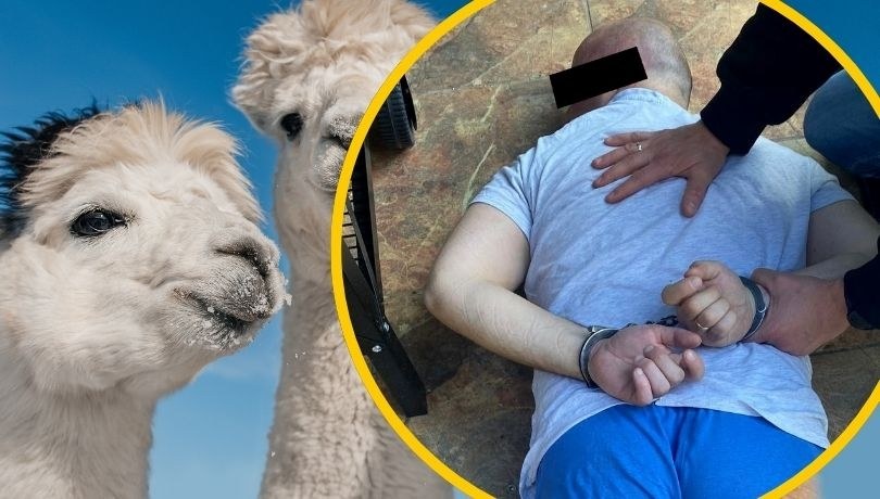 Mężczyzna jest podejrzany o zlecenie pod koniec 2023 r. spalenia 10 alpak i jednej lamy należących do byłej żony i o obrabowanie jej domu /Policja /Shutterstock