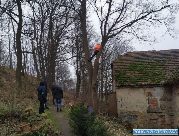 Mężczyzna uciekł na drzewo /Policja Złotoryja /Policja
