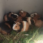 zwierzę Mężczyzna wyrzucił świnki morskie do śmieci. Odebrano kilkanaście zwierząt