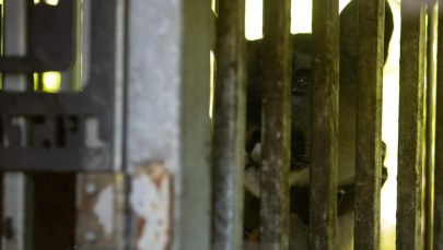 Mężczyzna z pumą nadal poszukiwany. Policja wydała oświadczenie