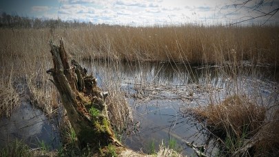 Mężczyzna z workiem na głowie. Makabryczne odkrycie nad Zalewem Zemborzyckim