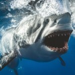 Mężczyzna zaatakowany przez rekina. Zęby podziurawiły deskę