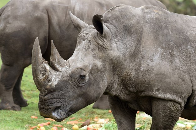 Mężczyzna został skazany za zabicie trzech nosorożców /DPA/Holger Hollemann /PAP