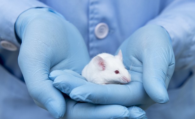 Mężczyźni będą mogli mieć dzieci? Eksperyment japońskich naukowców