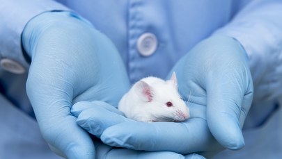 Mężczyźni będą mogli mieć dzieci? Eksperyment japońskich naukowców