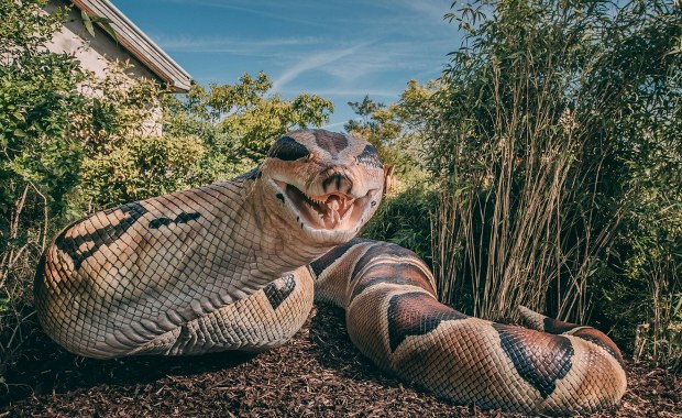 Miał 15 metrów i ważył ponad tonę. To był największy wąż w historii świata