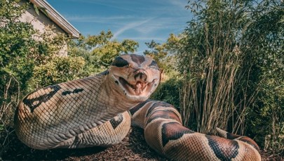 Miał 15 metrów i ważył ponad tonę. To był największy wąż w historii świata