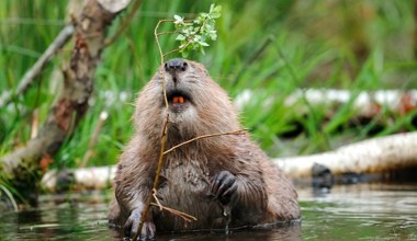 Miał być powrót do natury. Skończyło się zniszczeniem tam bobrów