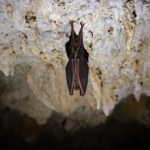 nietoperz Miał być punktem dowodzenia na wypadek wojny atomowej. Zamieszkały w nim nietoperze