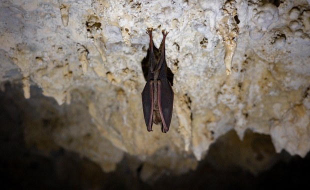 Miał być punktem dowodzenia na wypadek wojny atomowej. Zamieszkały w nim nietoperze