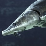 Miał już wymrzeć. Wędkarz wyłowił ogromną rybę, która była zaginiona