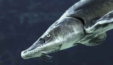 Miał już wymrzeć. Wędkarz wyłowił ogromną rybę, która była zaginiona