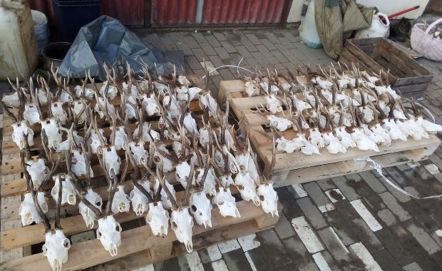 Miał około 100 czaszek zwierząt. Kłusownik w rękach policji