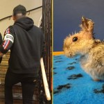 Miał skatować małego królika. Podejrzany 21-latek w rękach policji