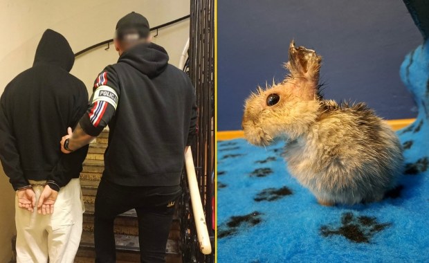 Miał skatować małego królika. Podejrzany 21-latek w rękach policji