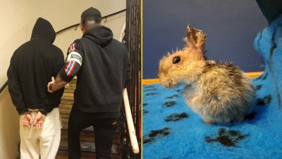 Miał skatować małego królika. Podejrzany 21-latek w rękach policji