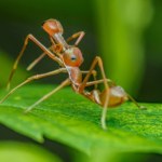 Miał tysiące mrówek w bagażu. Przemytnik do więzienia