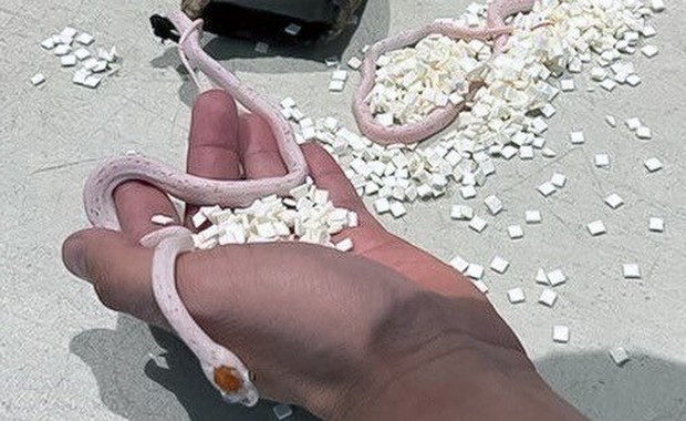 Miał węże w spodniach, został zatrzymany przez ochronę lotniska