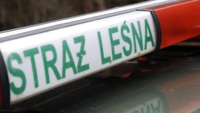 Miał wnyki i skóry zwierząt. Odpowie przed sądem