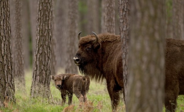 Miał zabić żubra "w obronie własnej". Strzelił do uciekającego zwierzęcia