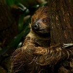 Miała aż 34 lata. Polskie zoo przekazało smutne wieści
