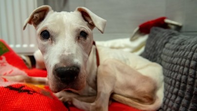 Miała opiekować się psem pod nieobecność matki. Prawie go zagłodziła