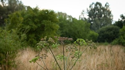 Miałeś kontakt z barszczem Sosnowskiego? Sprawdź, co robić