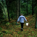 Miały zwiastować wojnę i inne nieszczęścia. Świat grzybów w kulturze ludowej