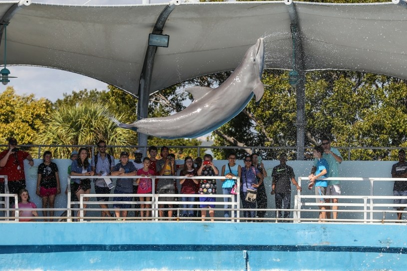 Miami Seaquarium jest jednym z najstarszych takich parków w Stanach Zjednoczonych /Michał Adamowski /East News