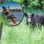 Miasto promuje się, wykorzystując dziki. "Niebezpieczne i infantylne"