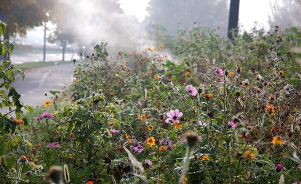 Miasto zachęca do zbierania nasion z łąk kwietnych