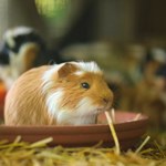 Miasto zakazało sprzedaży gryzoni i ptaków. To przełom w sklepach