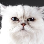 Miauczy jak dziecko, nie reaguje na swoje imię? Twój kot to manipulator