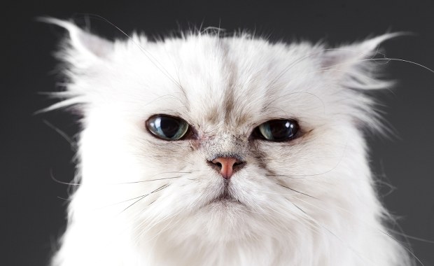 Miauczy jak dziecko, nie reaguje na swoje imię? Twój kot to manipulator