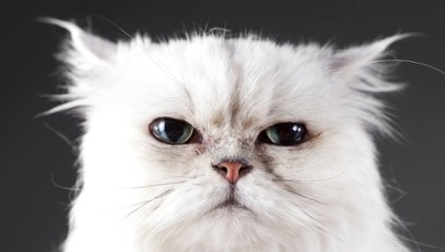 Miauczy jak dziecko, nie reaguje na swoje imię? Twój kot to manipulator