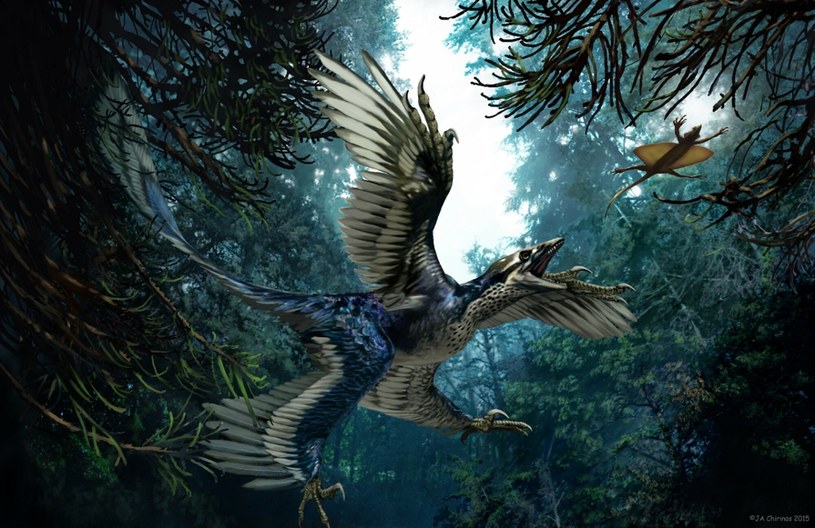Microraptor wcale nie był gatunkiem nocnym /JAIME CHIRINOS/SCIENCE PHOTO LIBRARY /East News