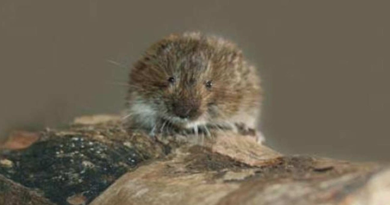 Microtus tatricus /Igor Zagorodniuk /CC-BY 3.0