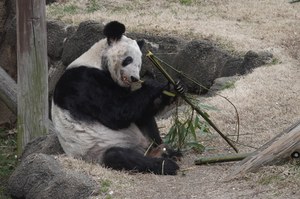 Międzynarodowa awantura o chińską pandę Ya Ya