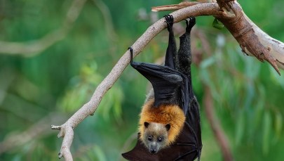 Międzynarodowa Noc Nietoperzy w Lublinie. Do rozdania 100 domków 