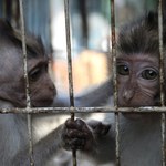 Międzynarodowy gang torturował małpy na żywo. Internauci płacili za filmy
