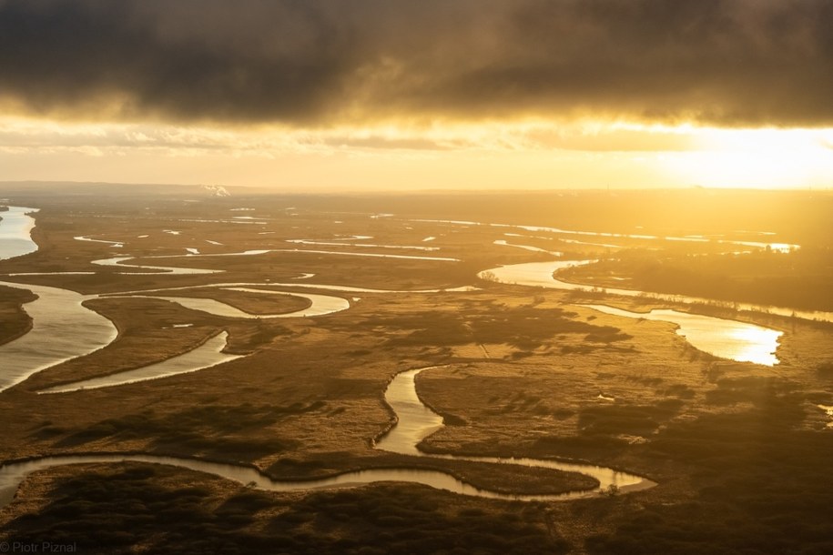 Międzyodrze to miejsce występowania 237 gatunków ptaków, m.in. cyranki, czajki oraz rybitwy czarnej, co najmniej 460 gatunków roślin, takich jak np. grzybieńczyk wodny, a także 38 gatunków ryb, w tym minoga rzecznego czy jesiotra ostronosego. /autor: Piotr Piznal /