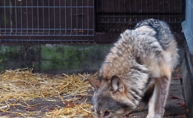 Międzyzdroje: Wilk Kamyk wrócił do niewoli