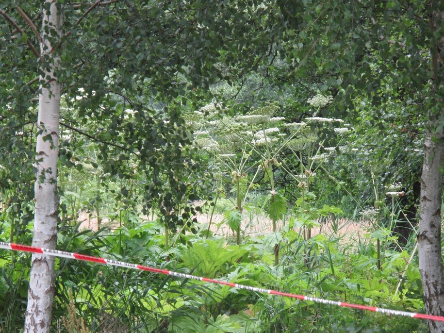 Miejsce, gdzie rośnie barszcz Sosnowskiego, oznaczono taśmą /Adam Górczewski /RMF FM