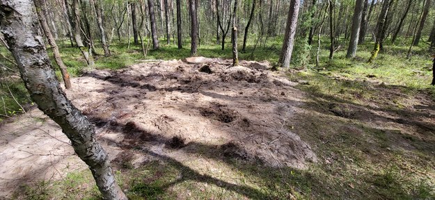 Miejsce, gdzie w lesie znaleziono szczątki rakiety Ch-55 /Beniamin Piłat /RMF FM